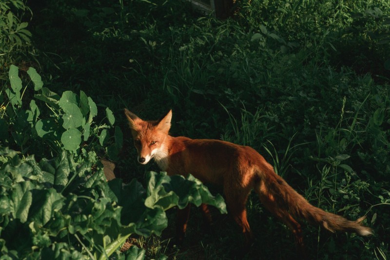 Elusive Fox